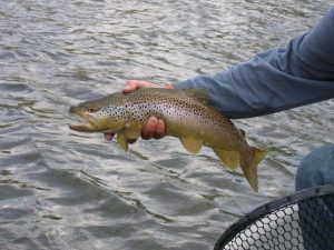 Yellowstone River Fishing Report