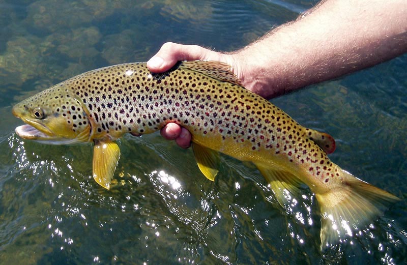 Fly Fishing the Missouri River in Montana