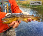 Latest Montana Fly Fishing News