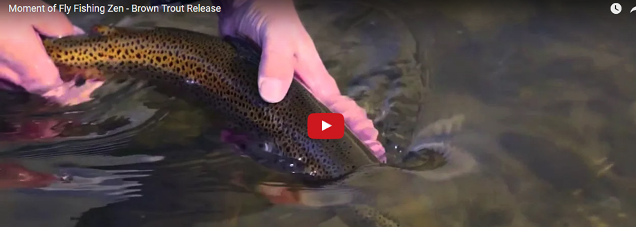 Monday Moment of Fly Fishing Zen - Brown Trout Release