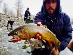 Yellowstone Cutthroat Trout Increasing