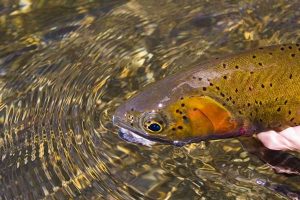 Armstrong Spring Creek Fly Fishing Armstrong