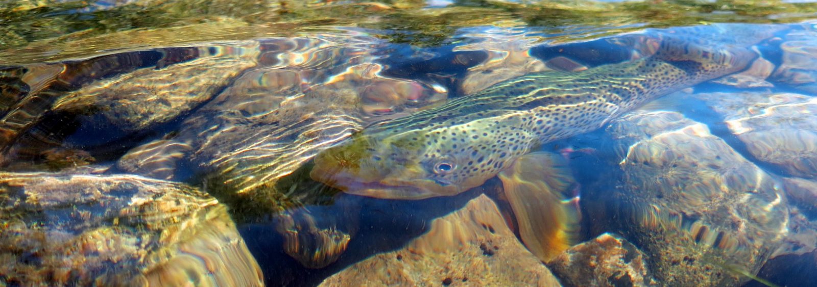 Armstrong Spring Creek Fly Fishing Header