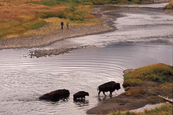 fly-fishing-montana-YNP-lamar
