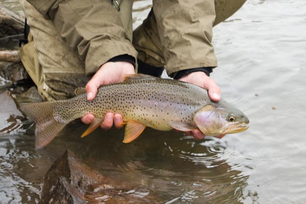fly-fishing-montana-YNP-sodabutte