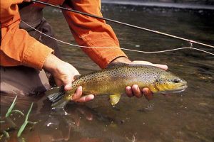 Fly Fishing Montana Gallatin River