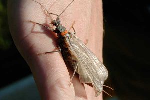 Fly Fishing Montana Missouri River
