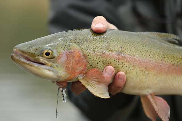 Fly Fishing Montana Missouri River