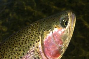 Fly Fishing Montana Stillwater River