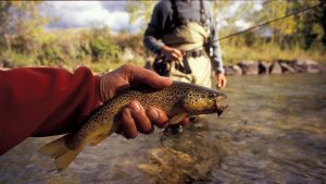 Fly Fishing Montana Stillwater River Header