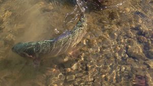 Montana Fly Fishing Guides 1