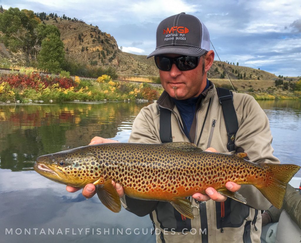 Missouri River Brown Trout Montana Fly Fishing Guides