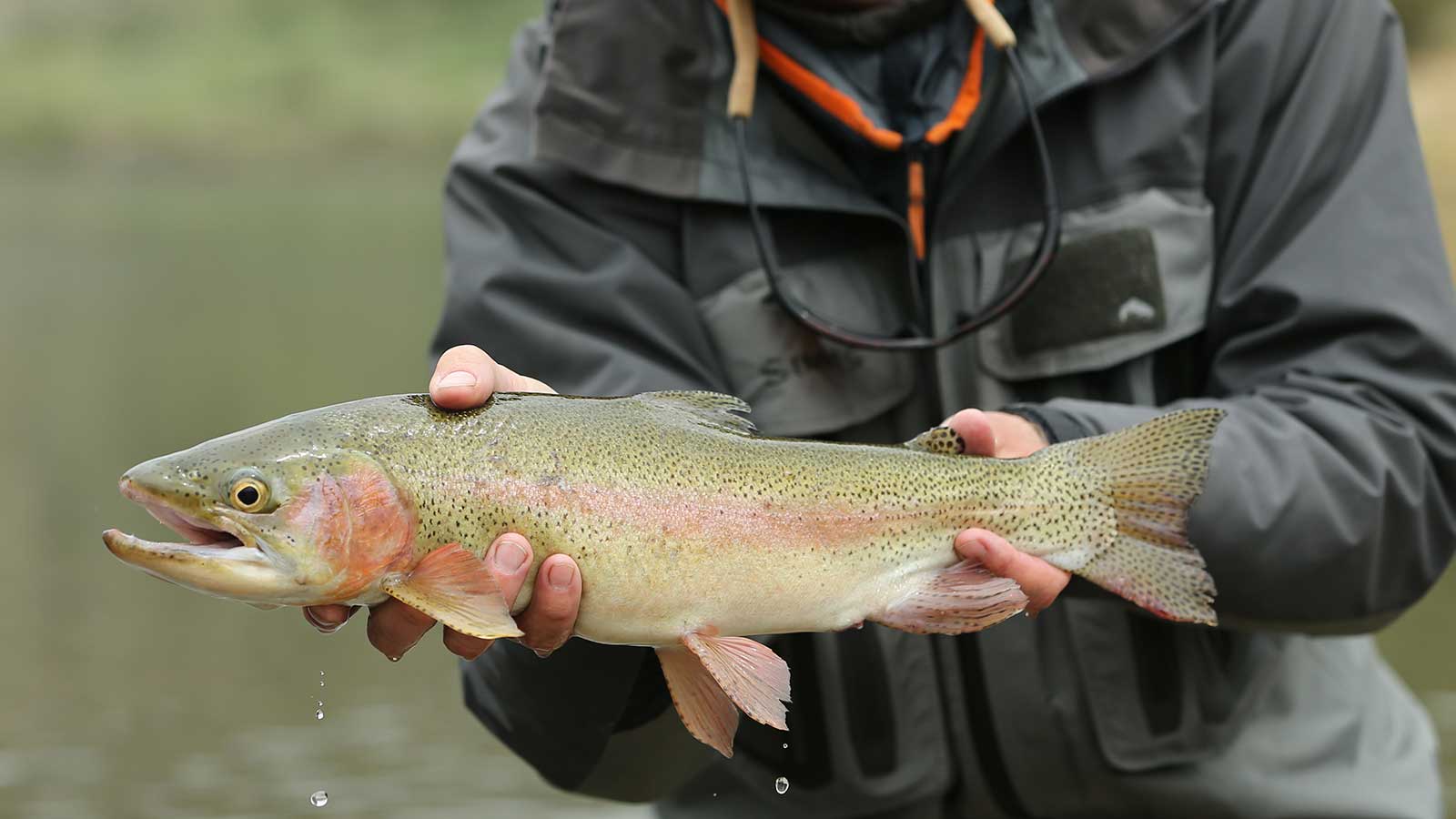montana-fly-fishing-guides-3_opt - Montana Fly Fishing Guides