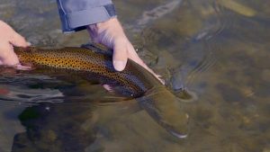 Montana fly fishing guides