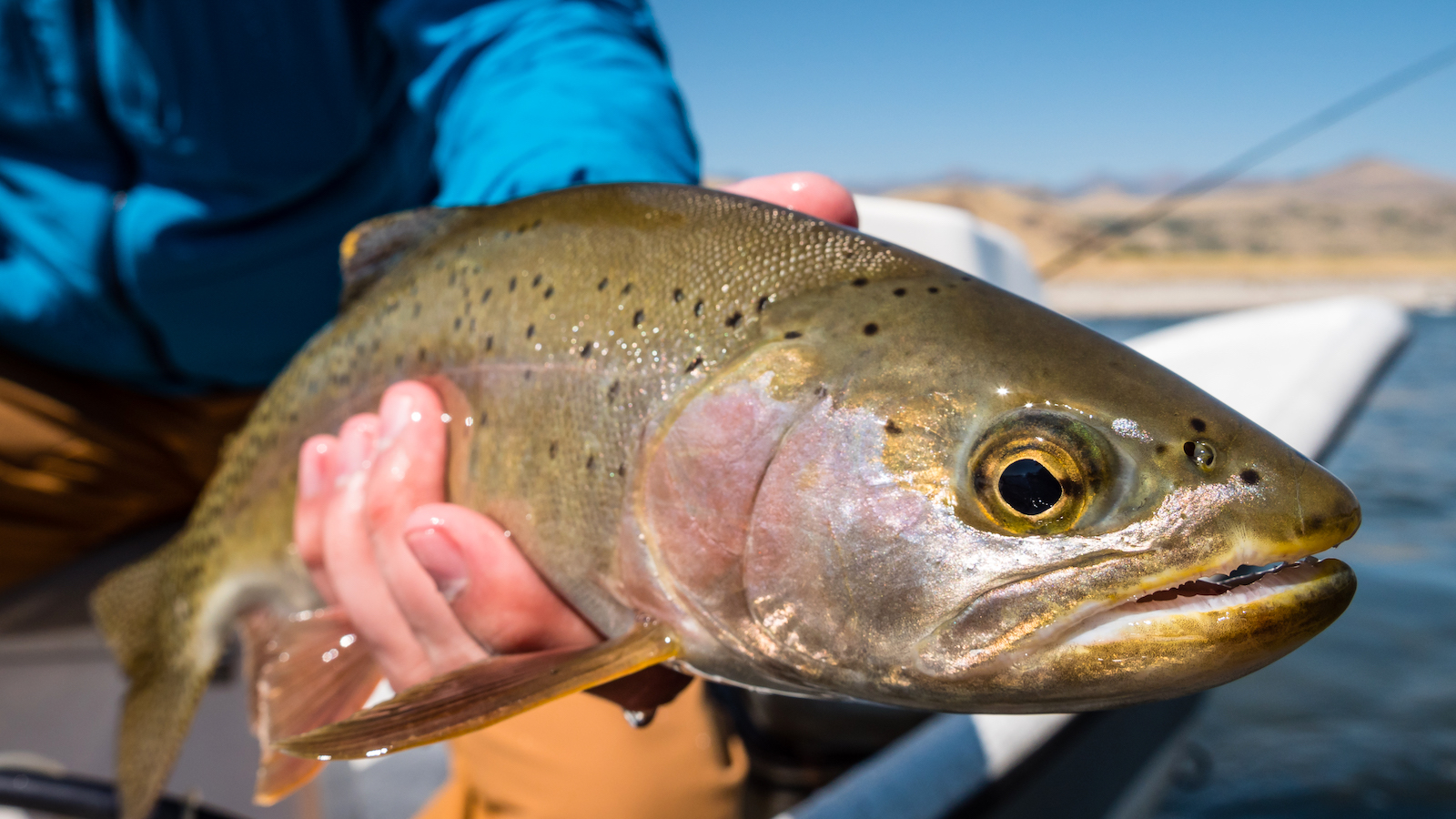 Why should you learn fly fishing from professionals