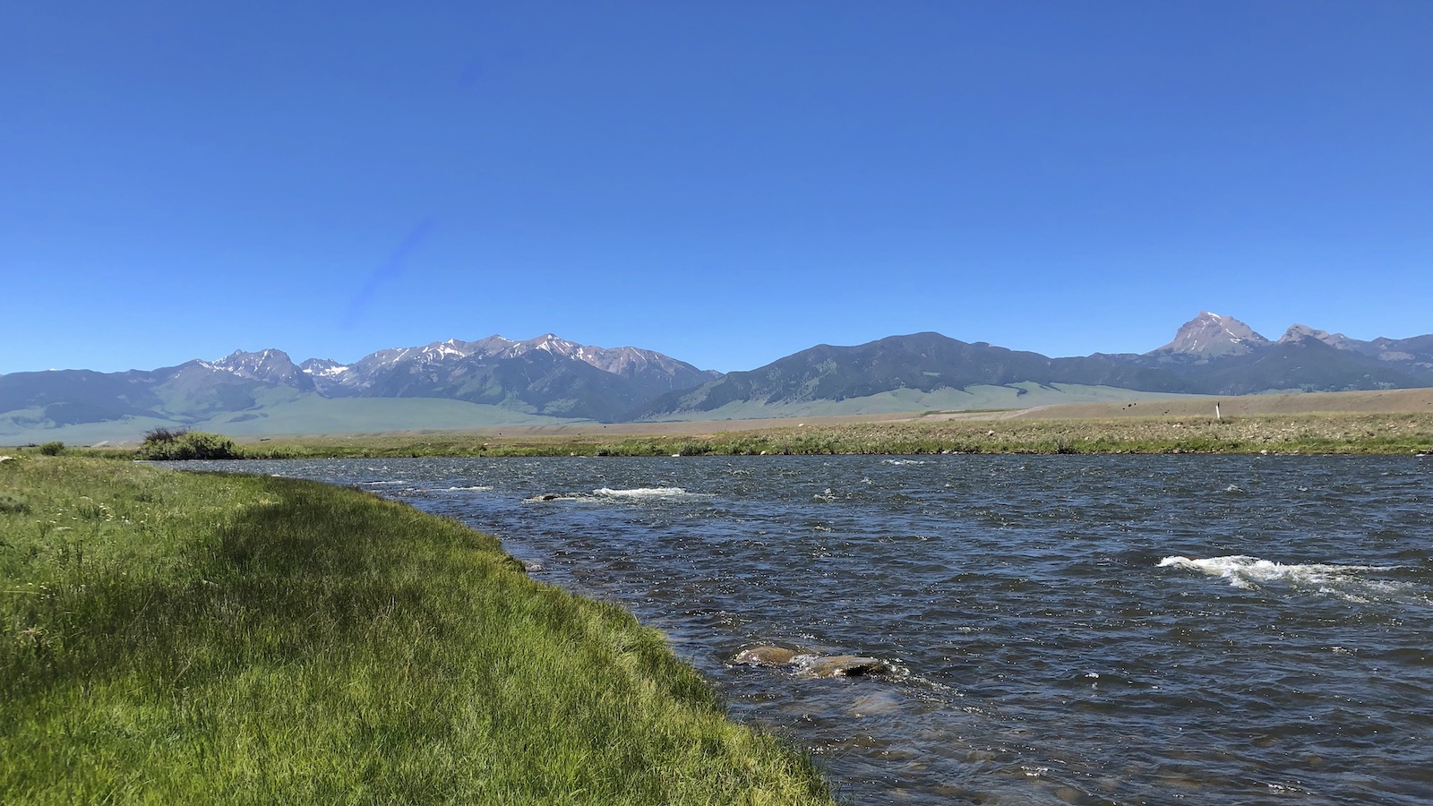 Silver Pheasant Feathers - Guided Fly Fishing Madison River