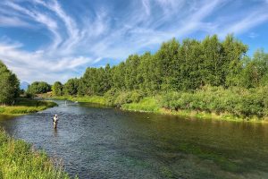 fish Armstrong spring creek