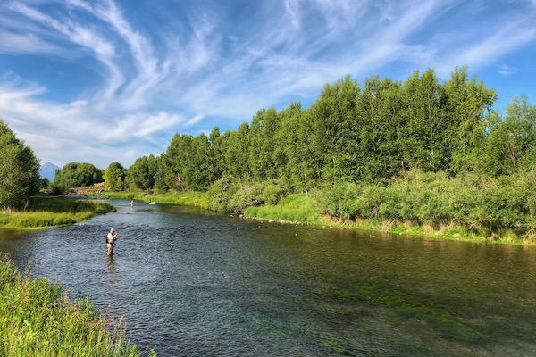 fish Armstrong spring creek