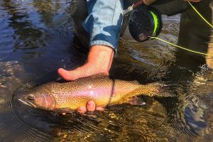 DePuy Spring Creek fly fishing