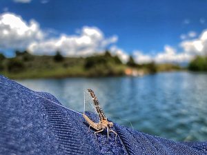 montana lake hatches