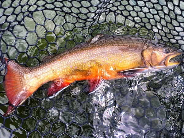 montana brook trout fishing