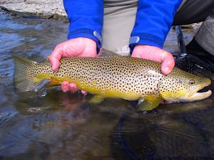 Madison River brown trout 1