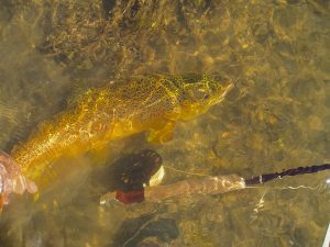 Madison River fly fishing