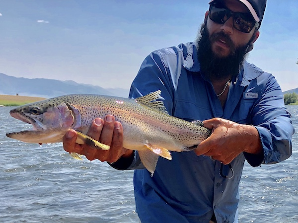 Madison River rainbow trout big