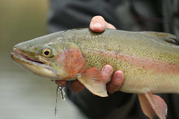 Missouri River fly fishing