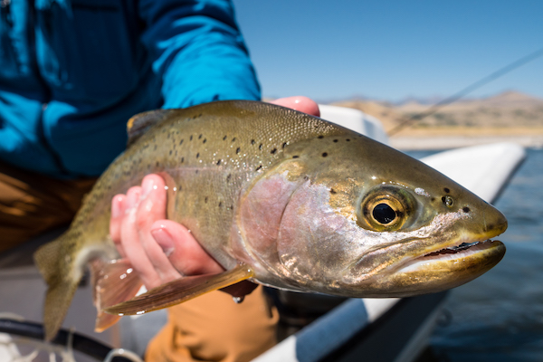 Yellowstone River fly fishing for rainbow trout
