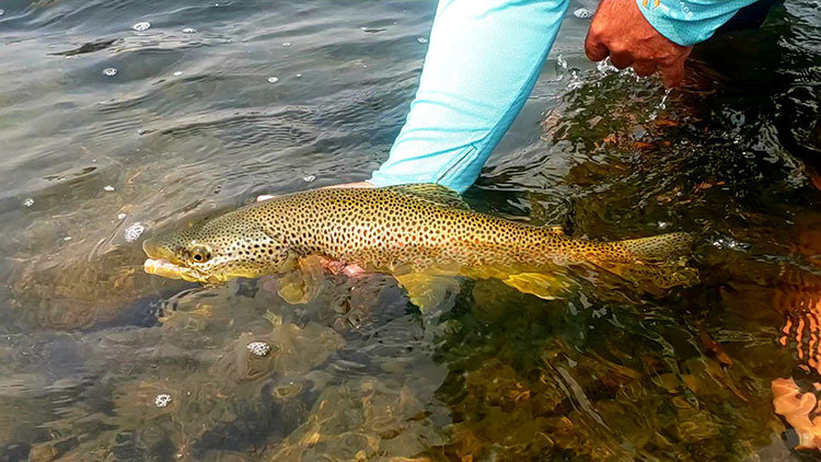 October Is One Of Our Favorite Months - Montana Fly Fishing Guides